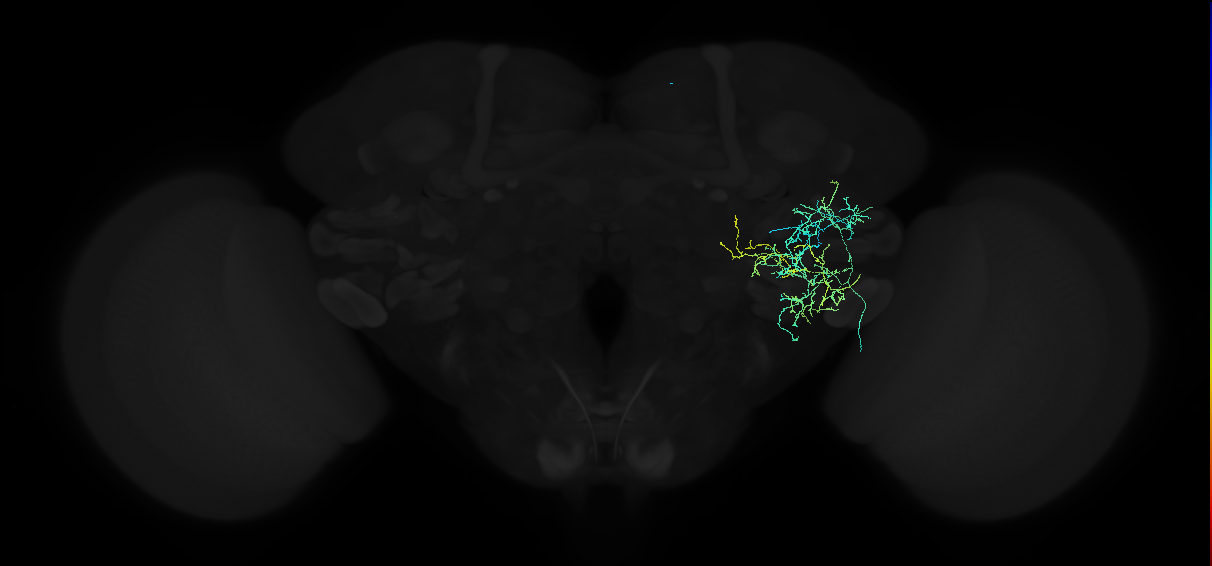 adult anterior ventrolateral protocerebrum neuron 107