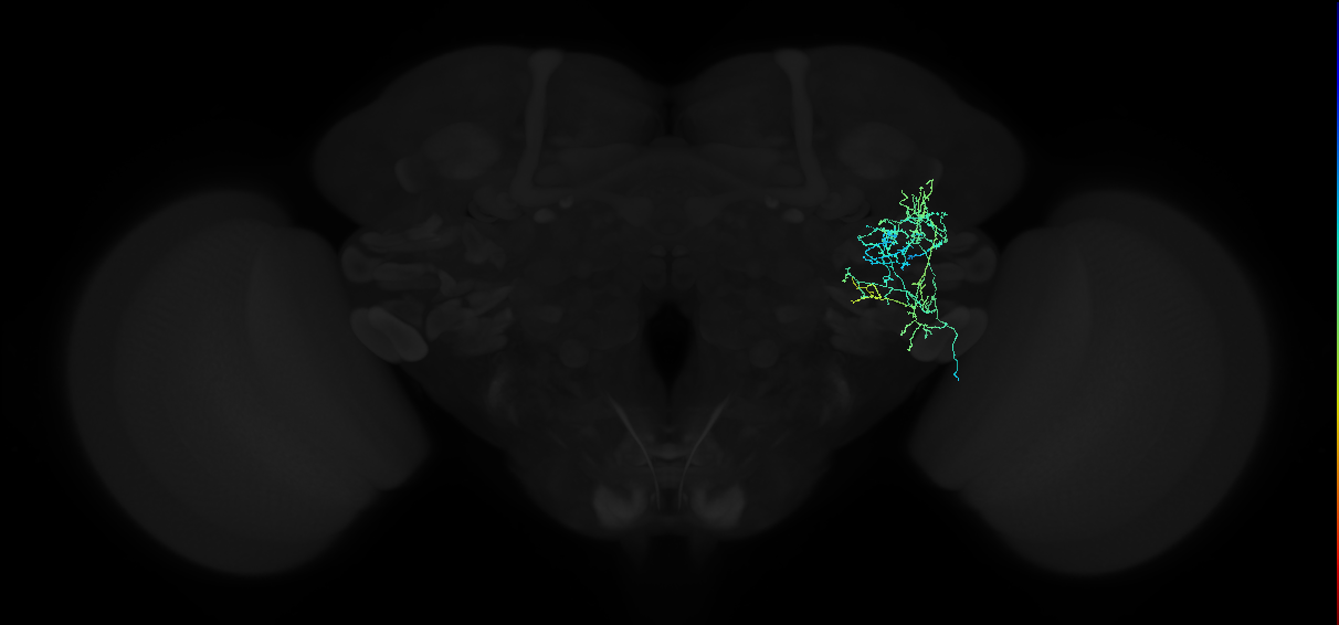 adult anterior ventrolateral protocerebrum neuron 108