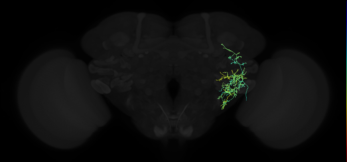 adult anterior ventrolateral protocerebrum neuron 109
