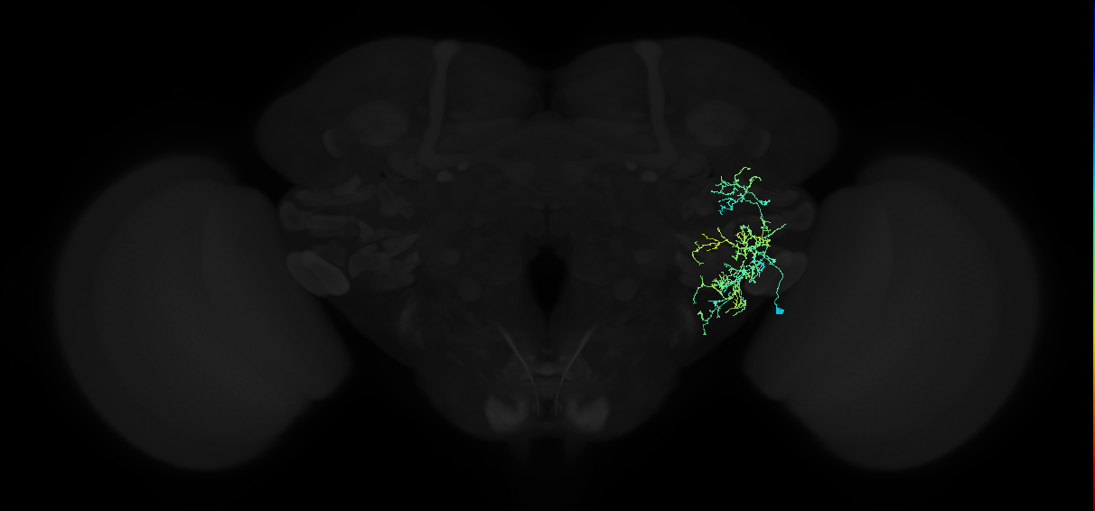 adult anterior ventrolateral protocerebrum neuron 109