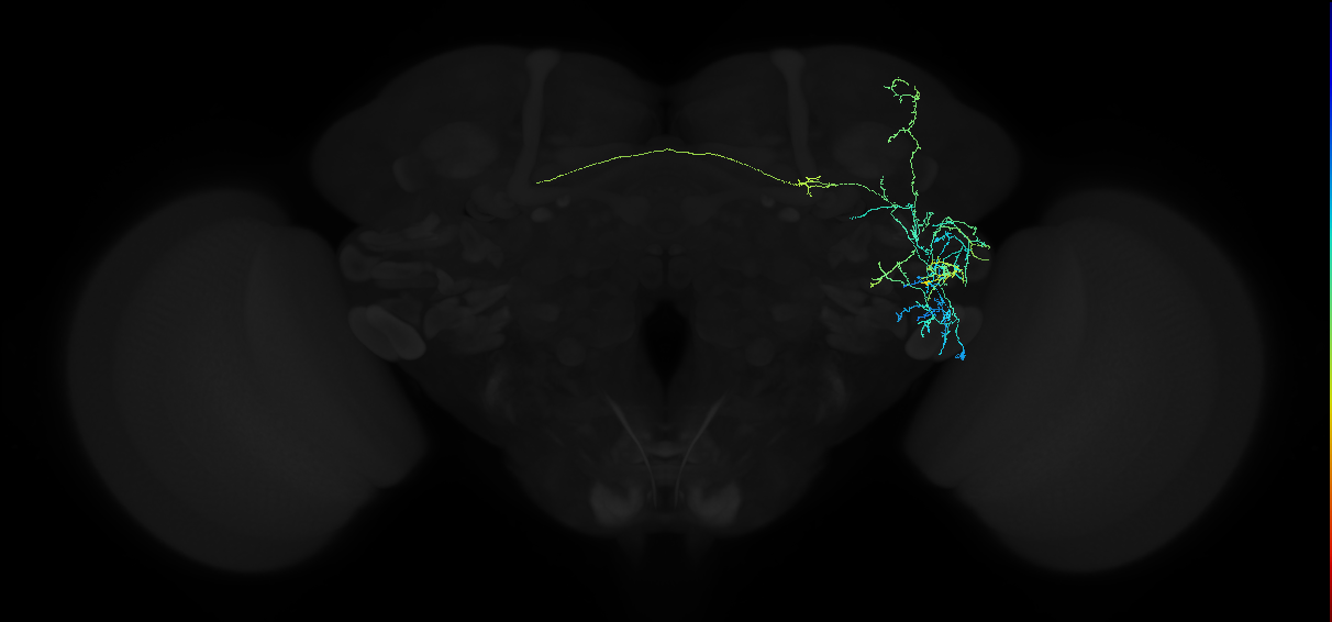 adult anterior ventrolateral protocerebrum neuron 110