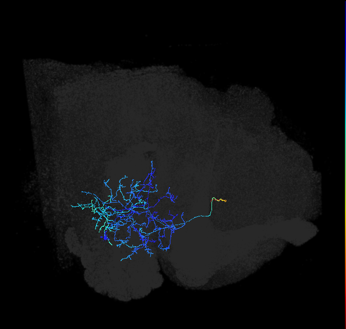 AVLP111_R (FlyEM-HB:1324373969)