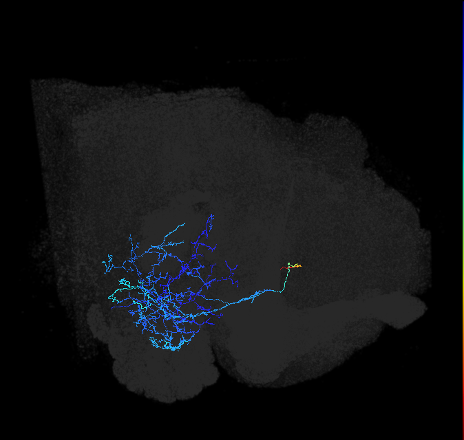 AVLP111_R (FlyEM-HB:1105502287)