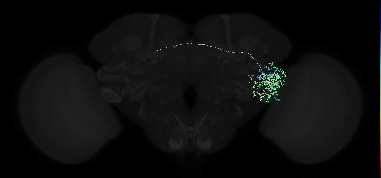 adult anterior ventrolateral protocerebrum neuron 111