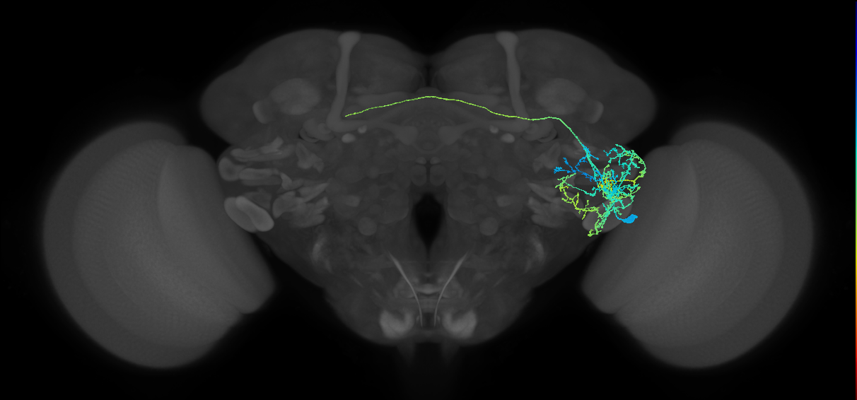 AVLP111_R (FlyEM-HB:1293676344)