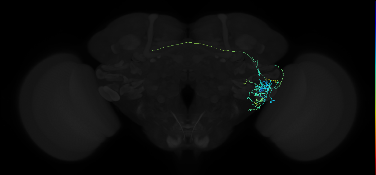 adult anterior ventrolateral protocerebrum neuron 112