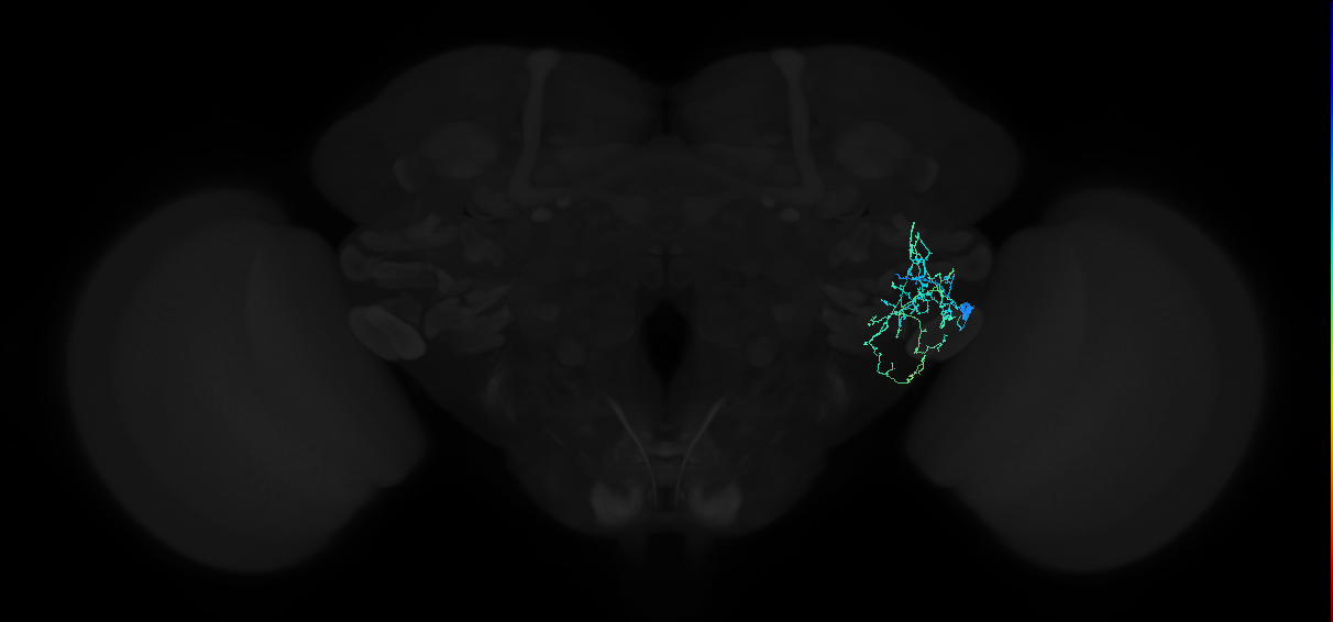 adult anterior ventrolateral protocerebrum neuron 112
