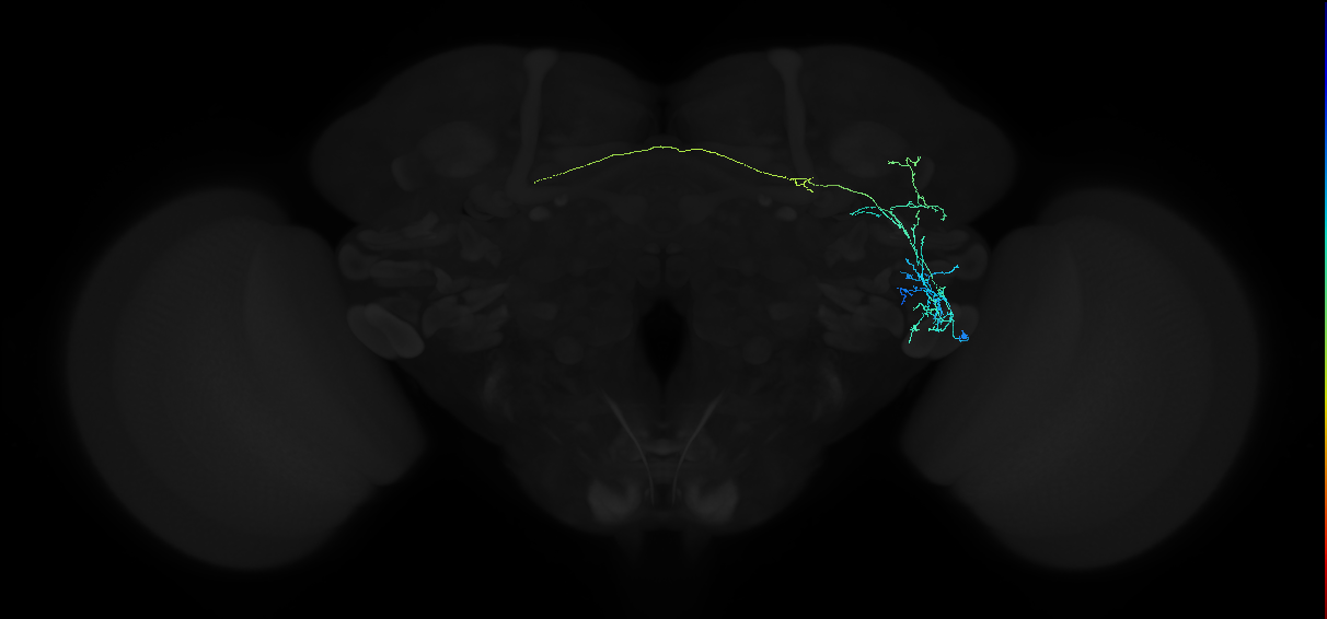 adult anterior ventrolateral protocerebrum neuron 113