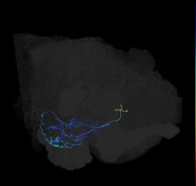 adult anterior ventrolateral protocerebrum neuron 114