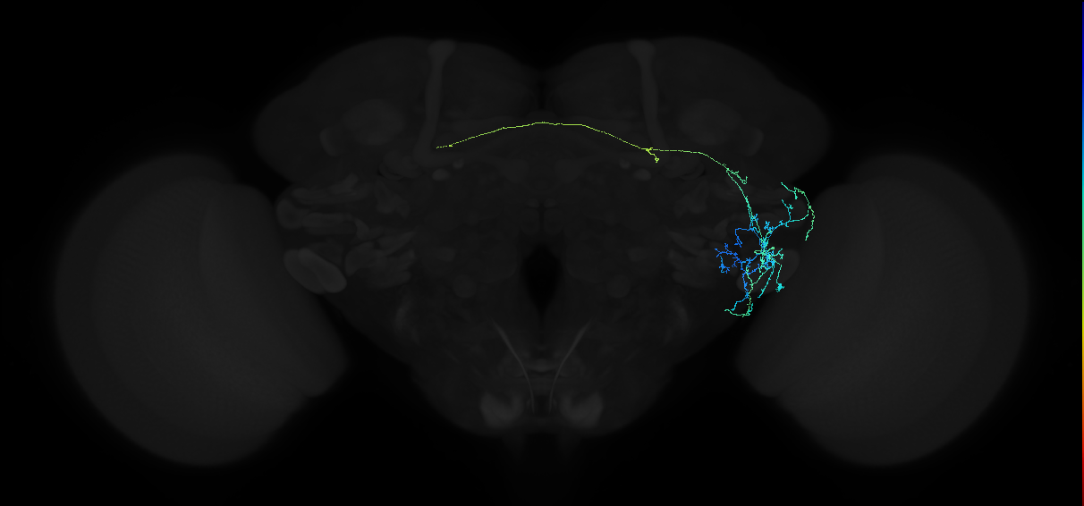 adult anterior ventrolateral protocerebrum neuron 114