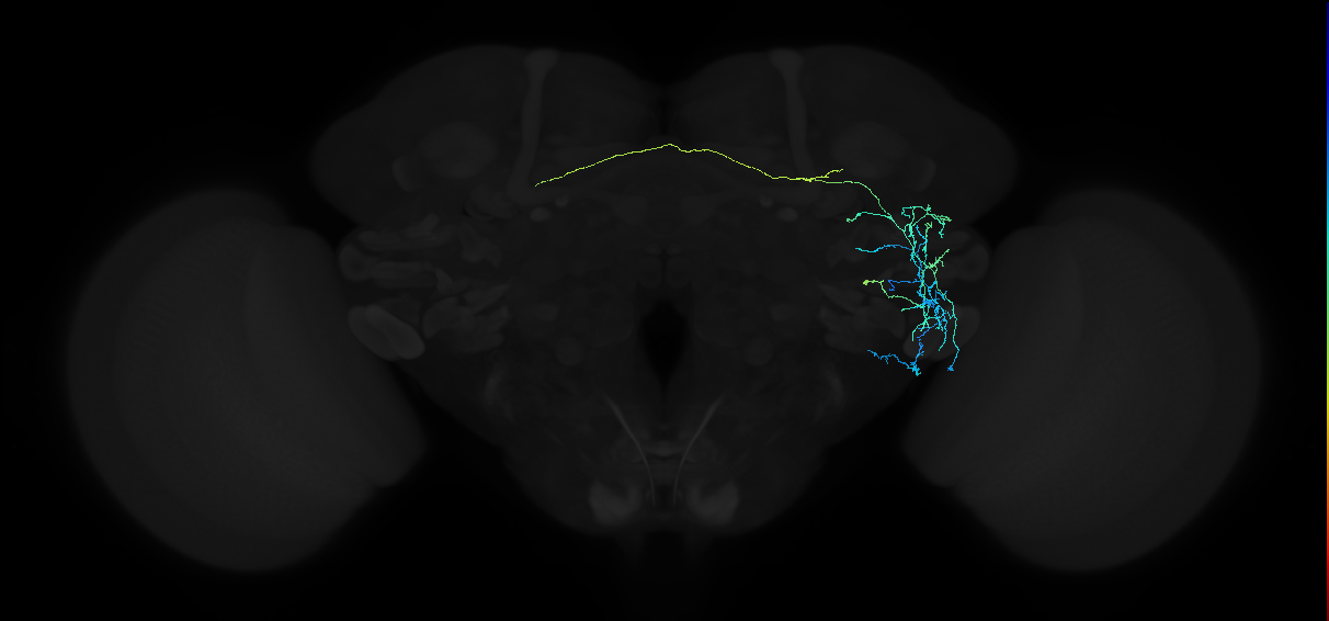 adult anterior ventrolateral protocerebrum neuron 115