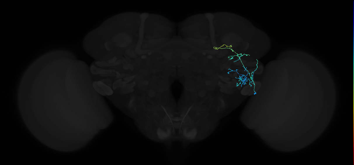 adult anterior ventrolateral protocerebrum neuron 115