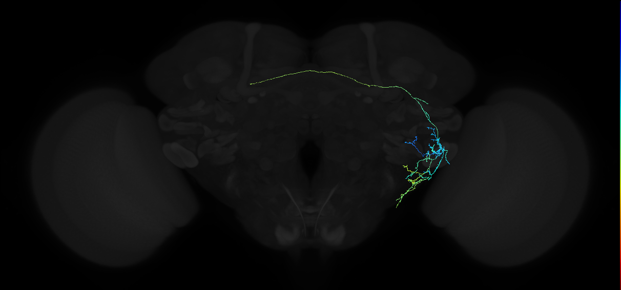 adult anterior ventrolateral protocerebrum neuron 116