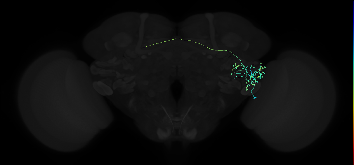 adult anterior ventrolateral protocerebrum neuron 117