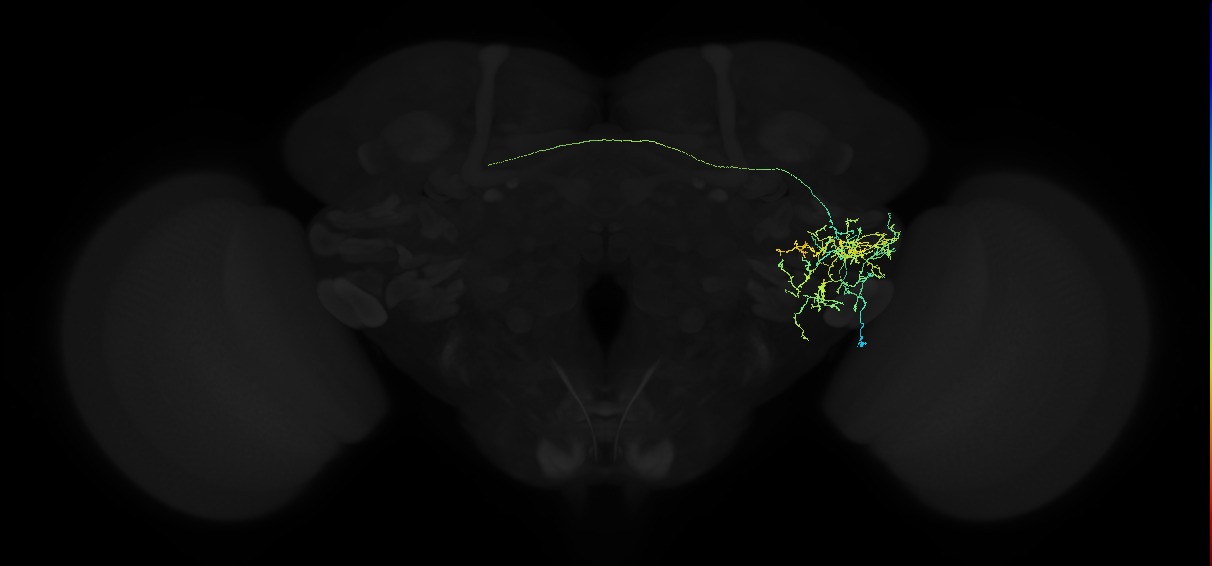 adult anterior ventrolateral protocerebrum neuron 118