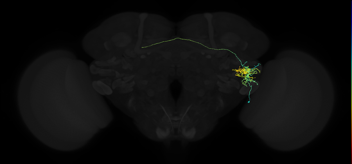 adult anterior ventrolateral protocerebrum neuron 119
