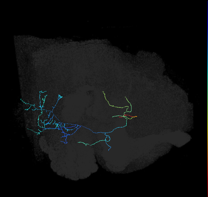 AVLP120_R (FlyEM-HB:1386780716)