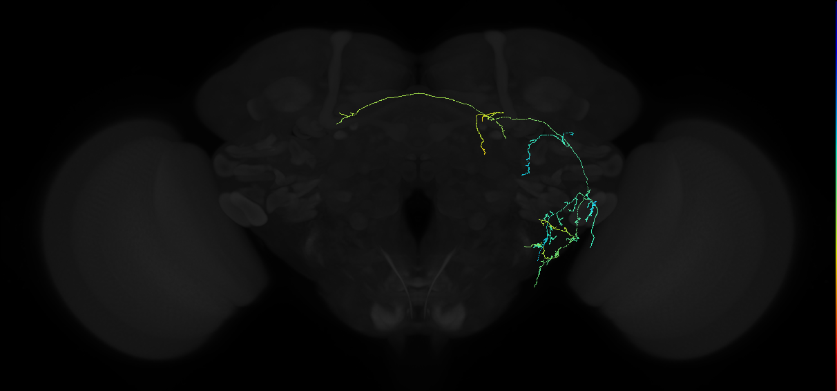 adult anterior ventrolateral protocerebrum neuron 120