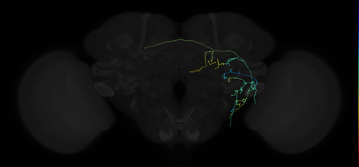 adult anterior ventrolateral protocerebrum neuron 121