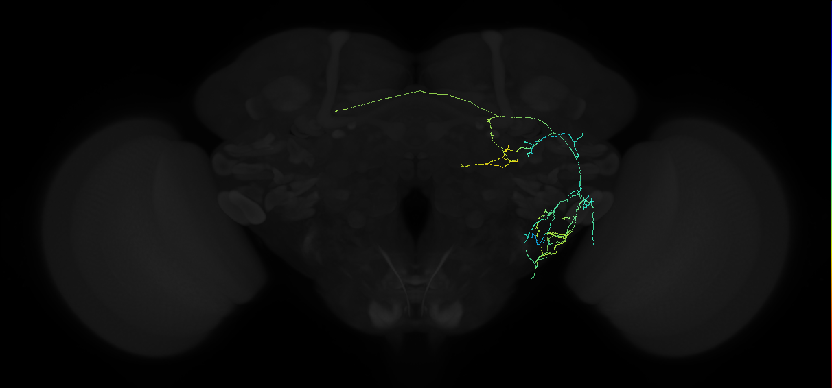 adult anterior ventrolateral protocerebrum neuron 121
