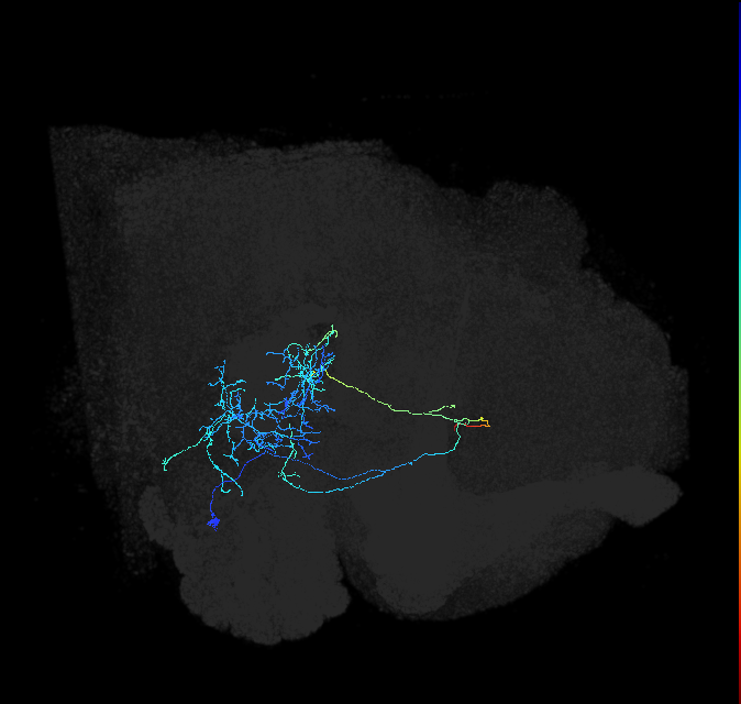 AVLP122_R (FlyEM-HB:1105157111)