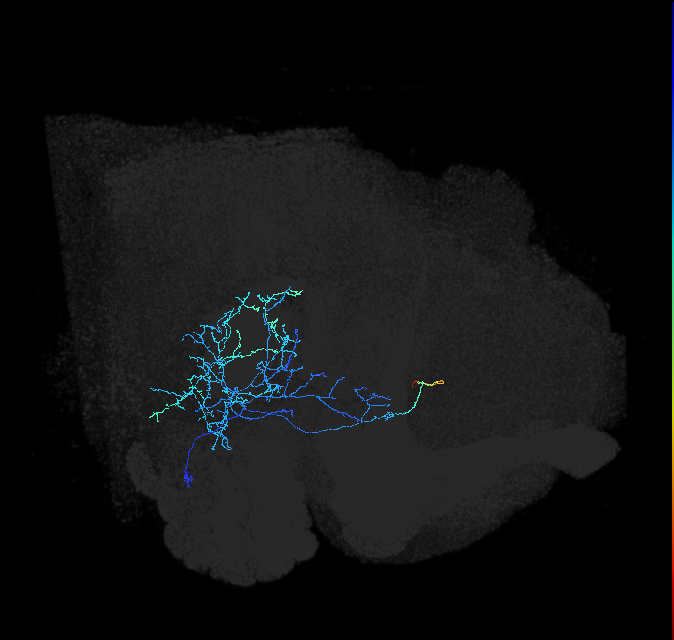 adult anterior ventrolateral protocerebrum neuron 122