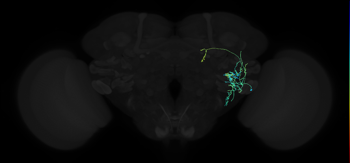 adult anterior ventrolateral protocerebrum neuron 123
