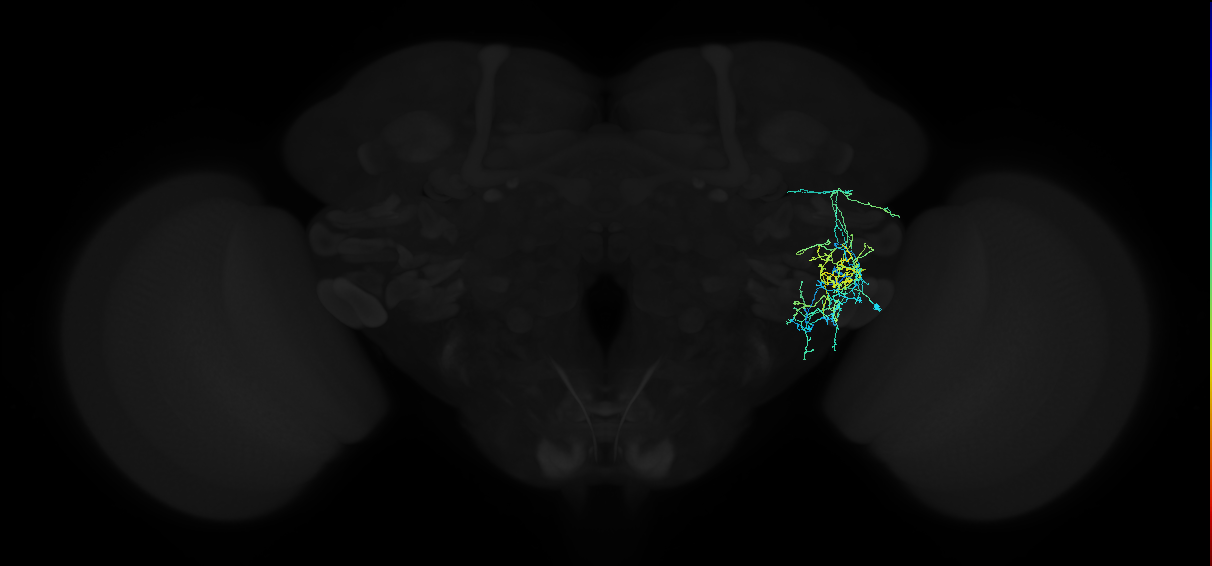 adult anterior ventrolateral protocerebrum neuron 124