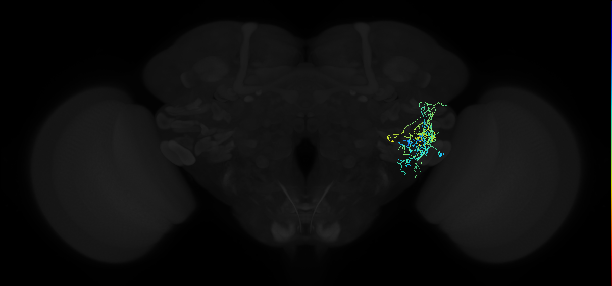 adult anterior ventrolateral protocerebrum neuron 124