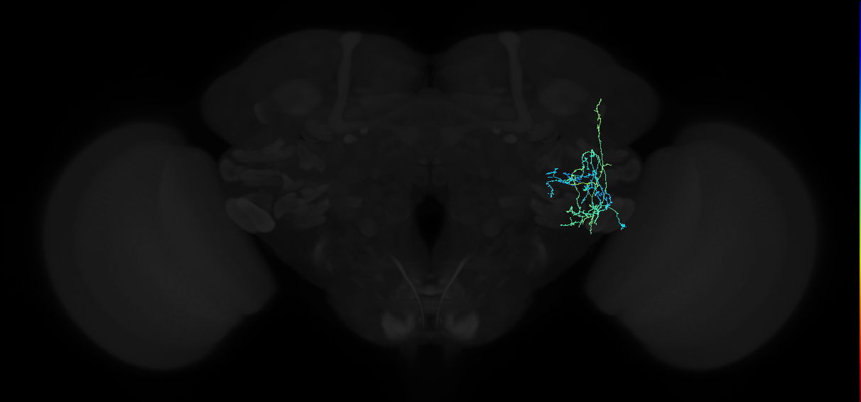 adult anterior ventrolateral protocerebrum neuron 125