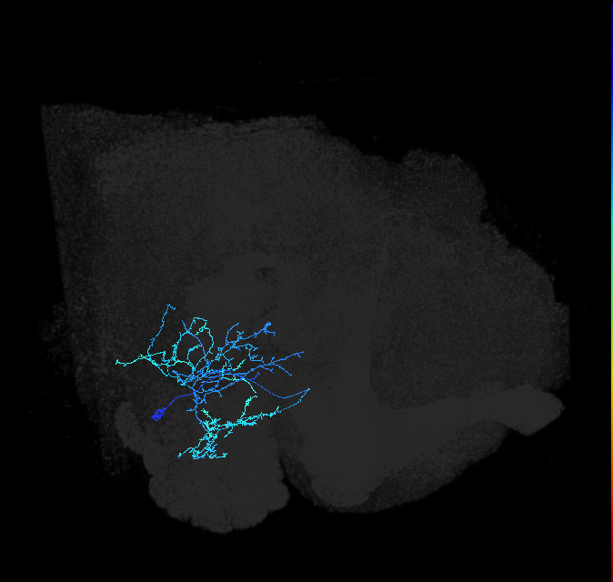 AVLP125_R (FlyEM-HB:5812990819)