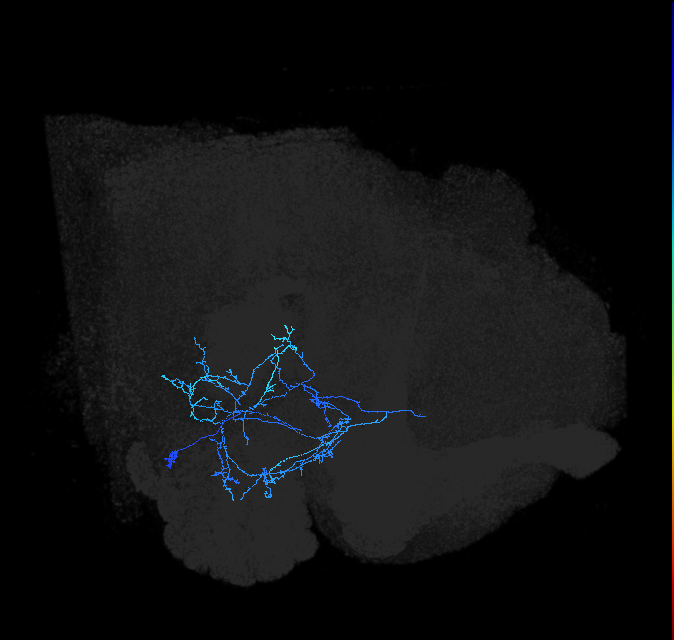 AVLP126_R (FlyEM-HB:1479185968)