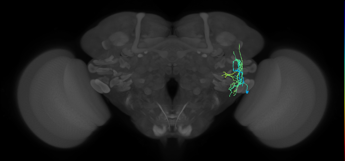 AVLP126_R (FlyEM-HB:1479185968)