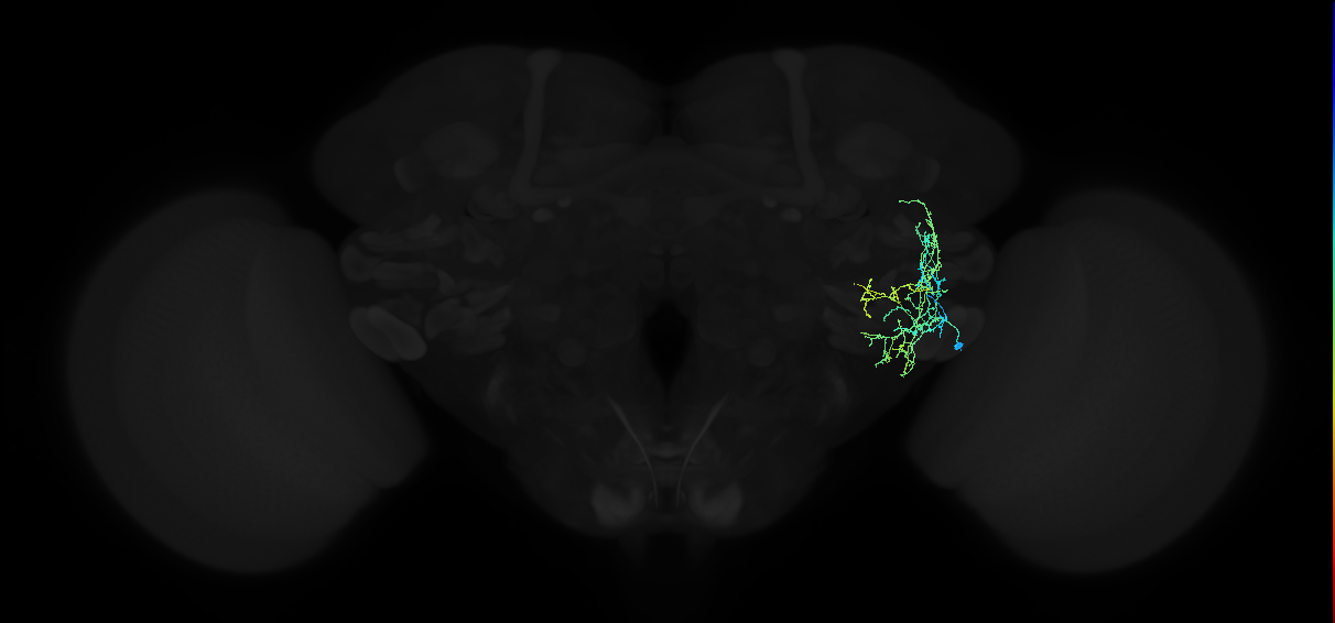 adult anterior ventrolateral protocerebrum neuron 126