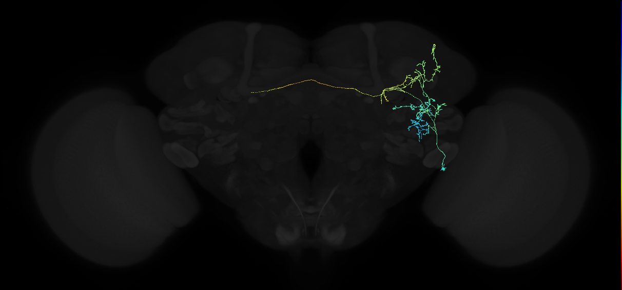 adult anterior ventrolateral protocerebrum neuron 127