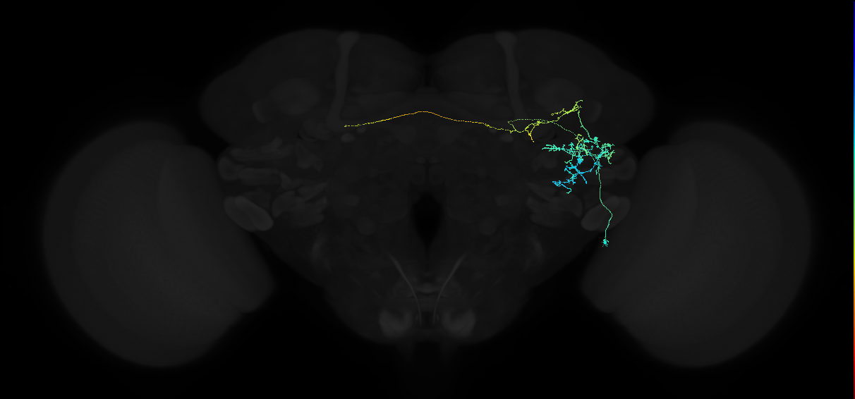 adult anterior ventrolateral protocerebrum neuron 127