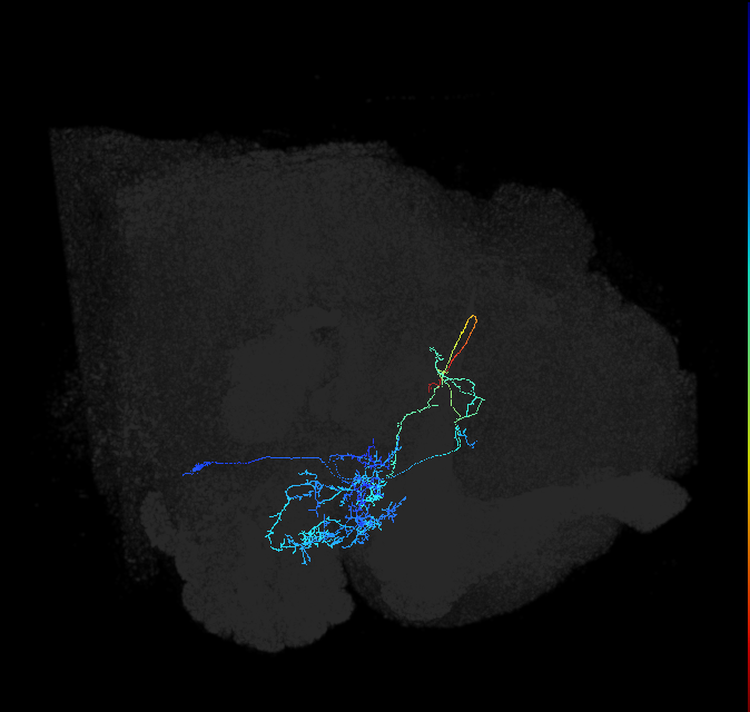 AVLP127_R (FlyEM-HB:5813069140)