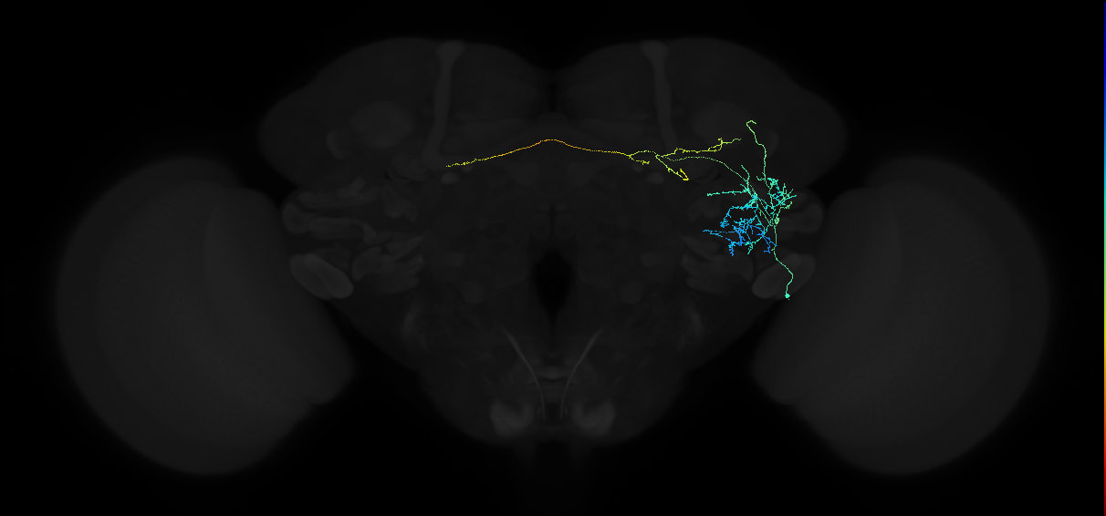 adult anterior ventrolateral protocerebrum neuron 128