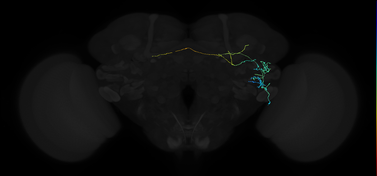 adult anterior ventrolateral protocerebrum neuron 129