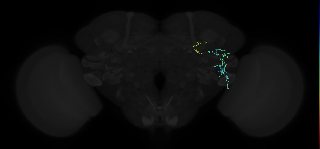 adult anterior ventrolateral protocerebrum neuron 131