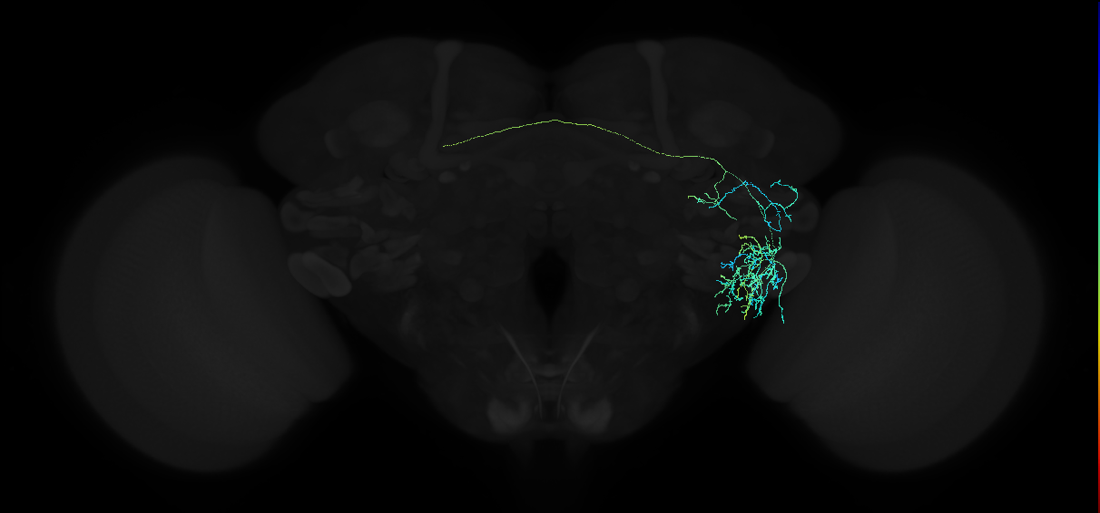adult anterior ventrolateral protocerebrum neuron 132