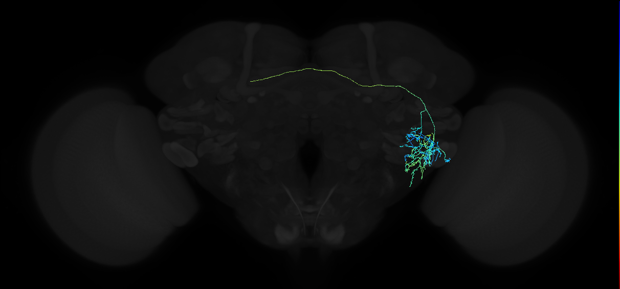 adult anterior ventrolateral protocerebrum neuron 133