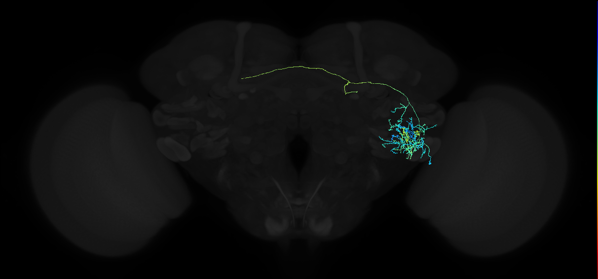 adult anterior ventrolateral protocerebrum neuron 133