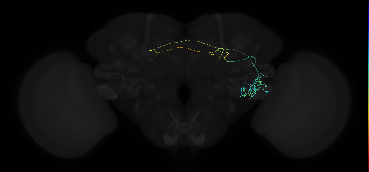 adult anterior ventrolateral protocerebrum neuron 134