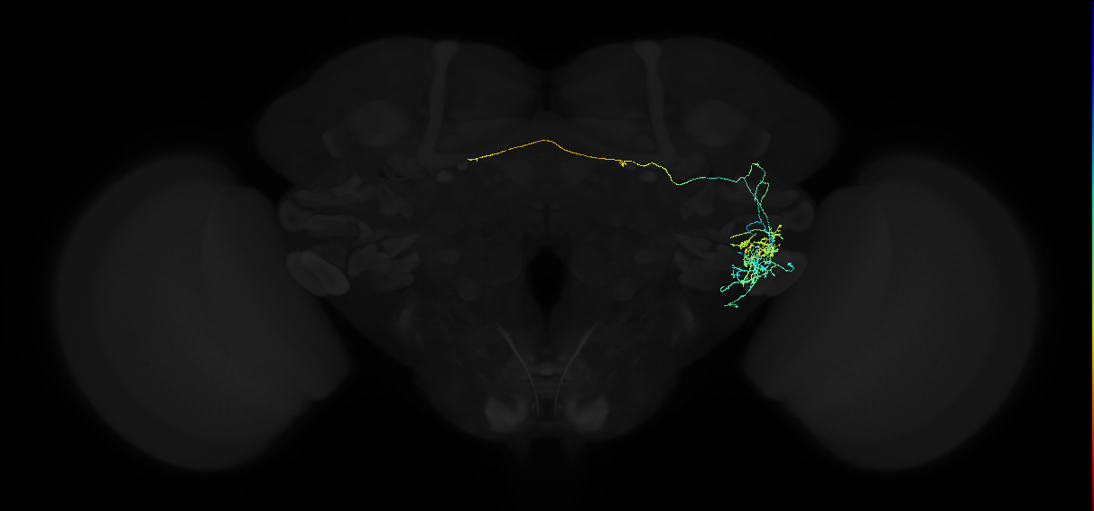 adult anterior ventrolateral protocerebrum neuron 134