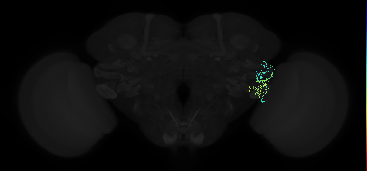 adult anterior ventrolateral protocerebrum neuron 135