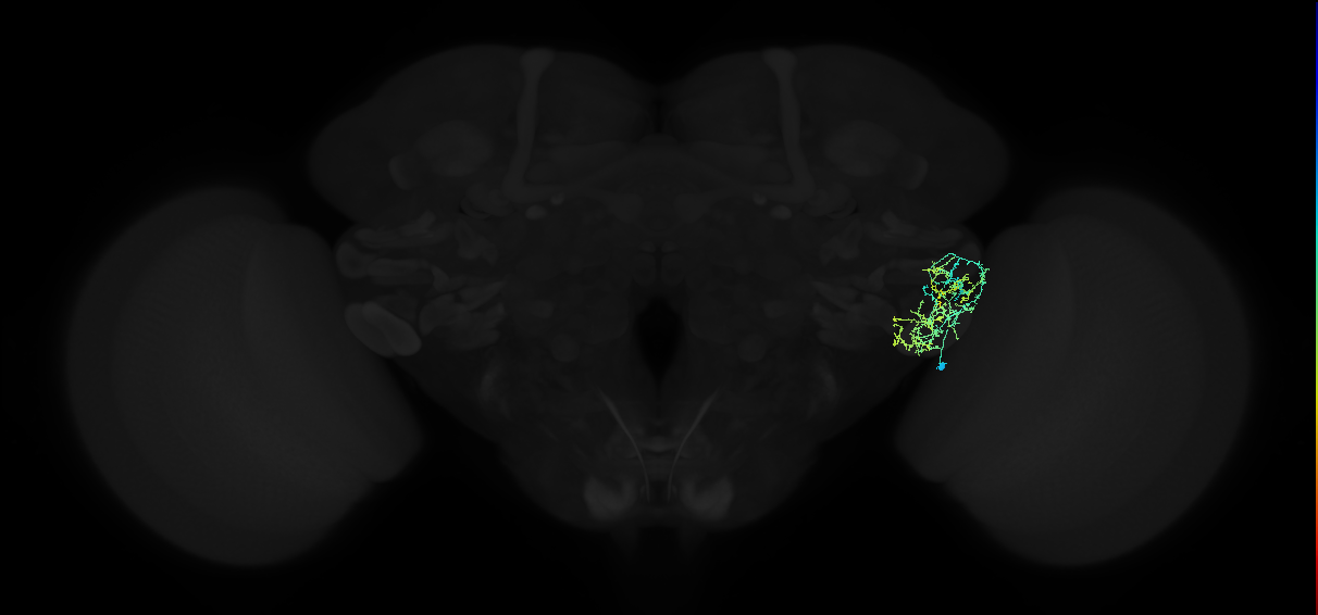 adult anterior ventrolateral protocerebrum neuron 135