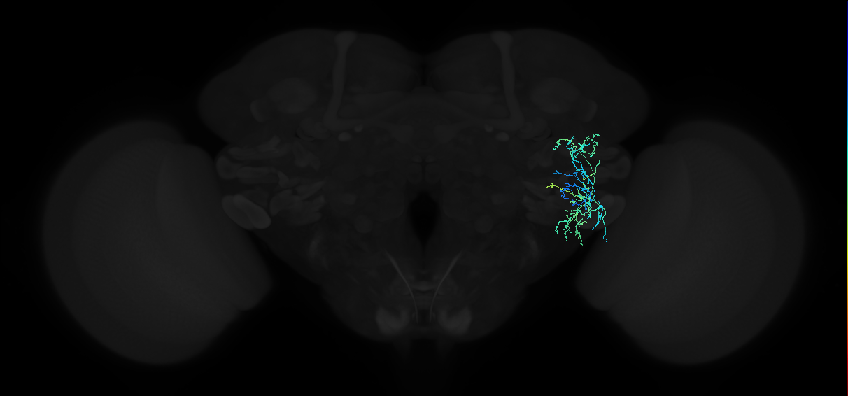 adult anterior ventrolateral protocerebrum neuron 136