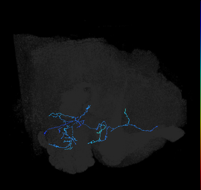 AVLP137_R (FlyEM-HB:5812980825)