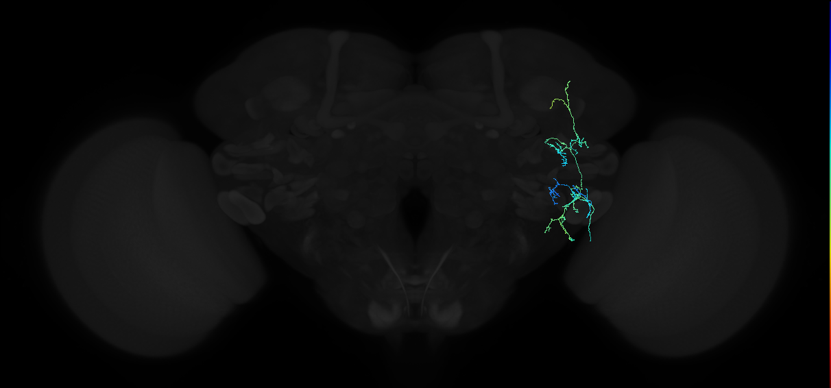 adult anterior ventrolateral protocerebrum neuron 137